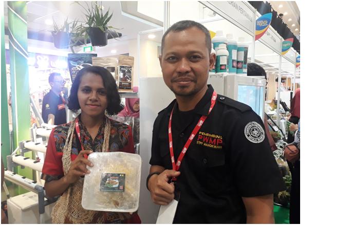 Minuman Stamina Berbahan Kayu Akway dari Ujung Timur Nusantara