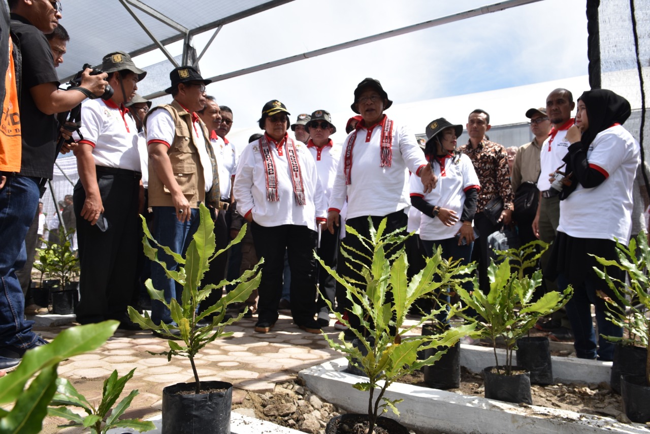 Macadamia, Tanaman Rehabilitasi Hutan dan Lahan dengan Nilai Ekologis dan Ekonomi Tinggi