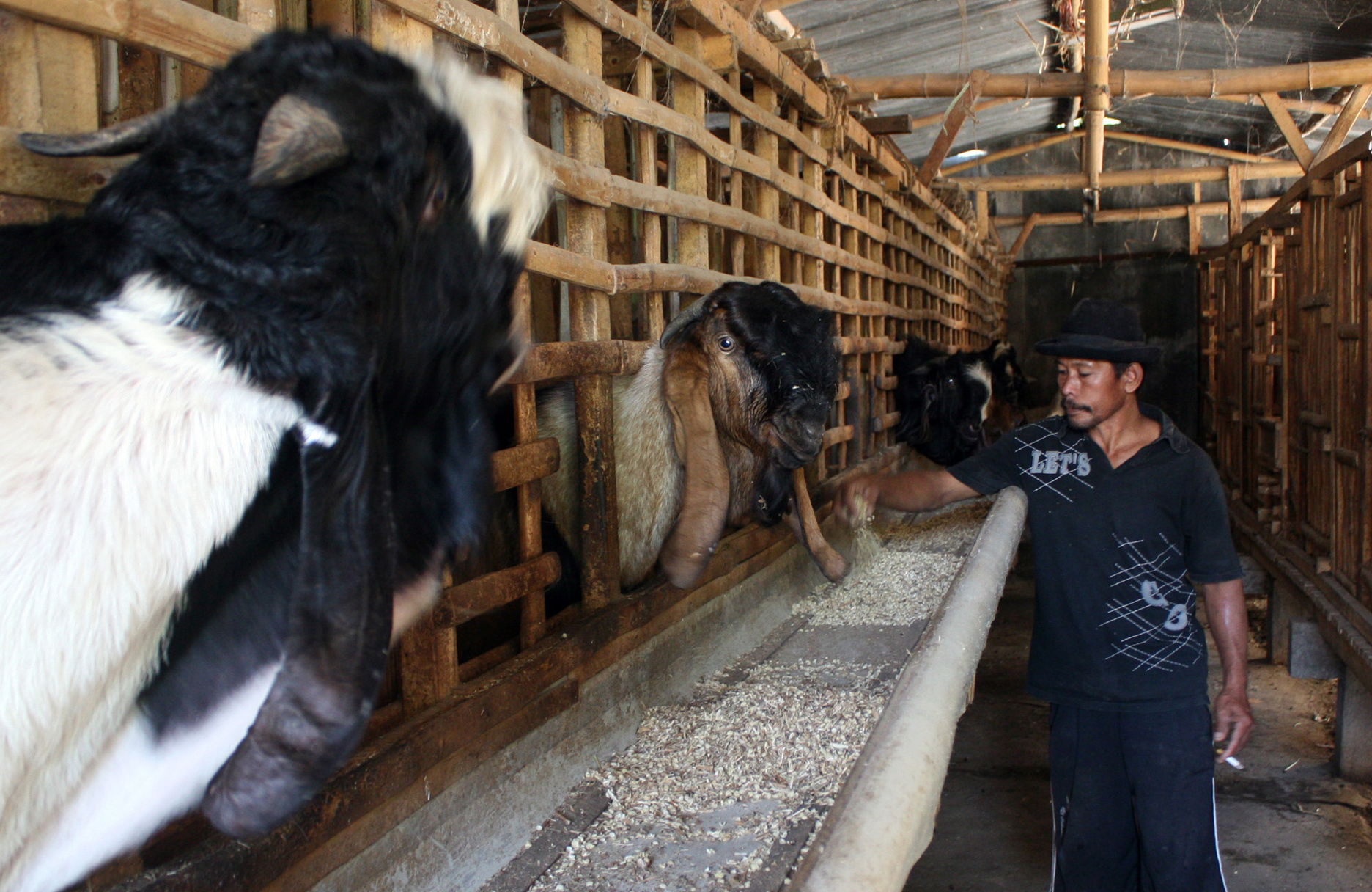  Peternak memberi pakan kulit kedelai di peternakan kambing Etawa 