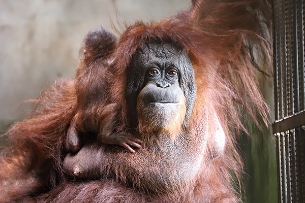 Hope, Bayi Orang Utan Kelahiran GLZoo Mulai Diperkenalkan