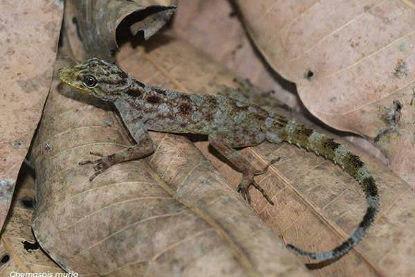 Cecak Batu