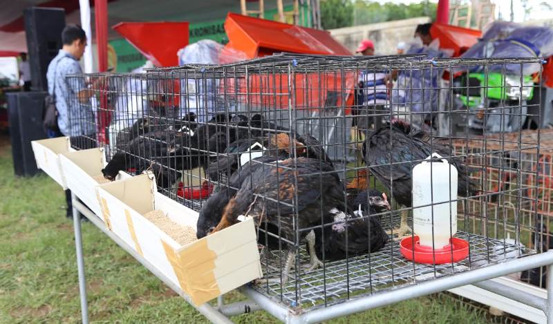 Ayam program Bekerja