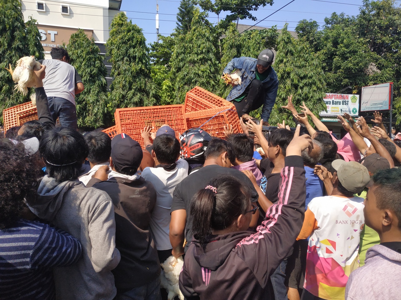 Warga berebut pembagian ayam gratis