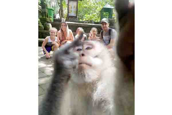 Monyet di Bali Berswafoto Sembari Acungkan Jari Tengah