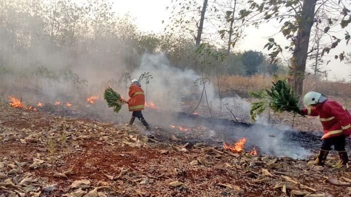 Kebakaran lahan dan hutan terjadi di petak 8a RPH Dander, KPH Bojonegoro