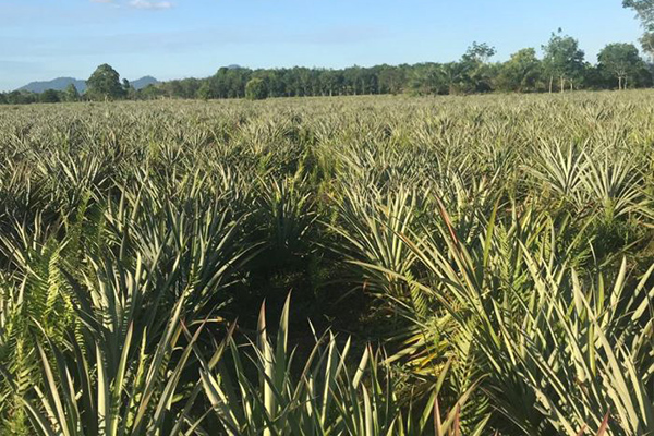 Lahan nanas Kabupaten Mempawah, Kalimantan Barat
