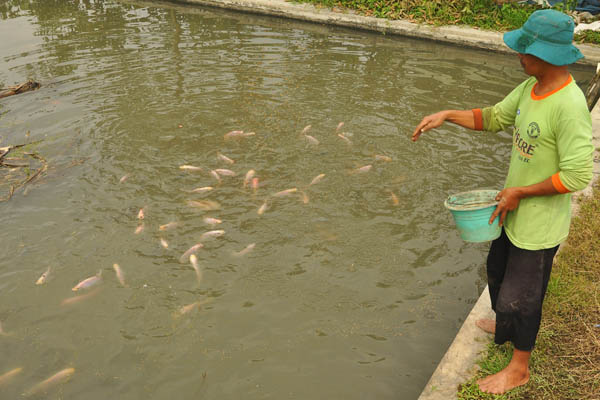 Seorang warga menebar pakan ikan di kolam budi daya ikan Nila milik kelompok tani Mina Ngudi Mulyo Desa Pakurejo, Bulu, Temanggung.