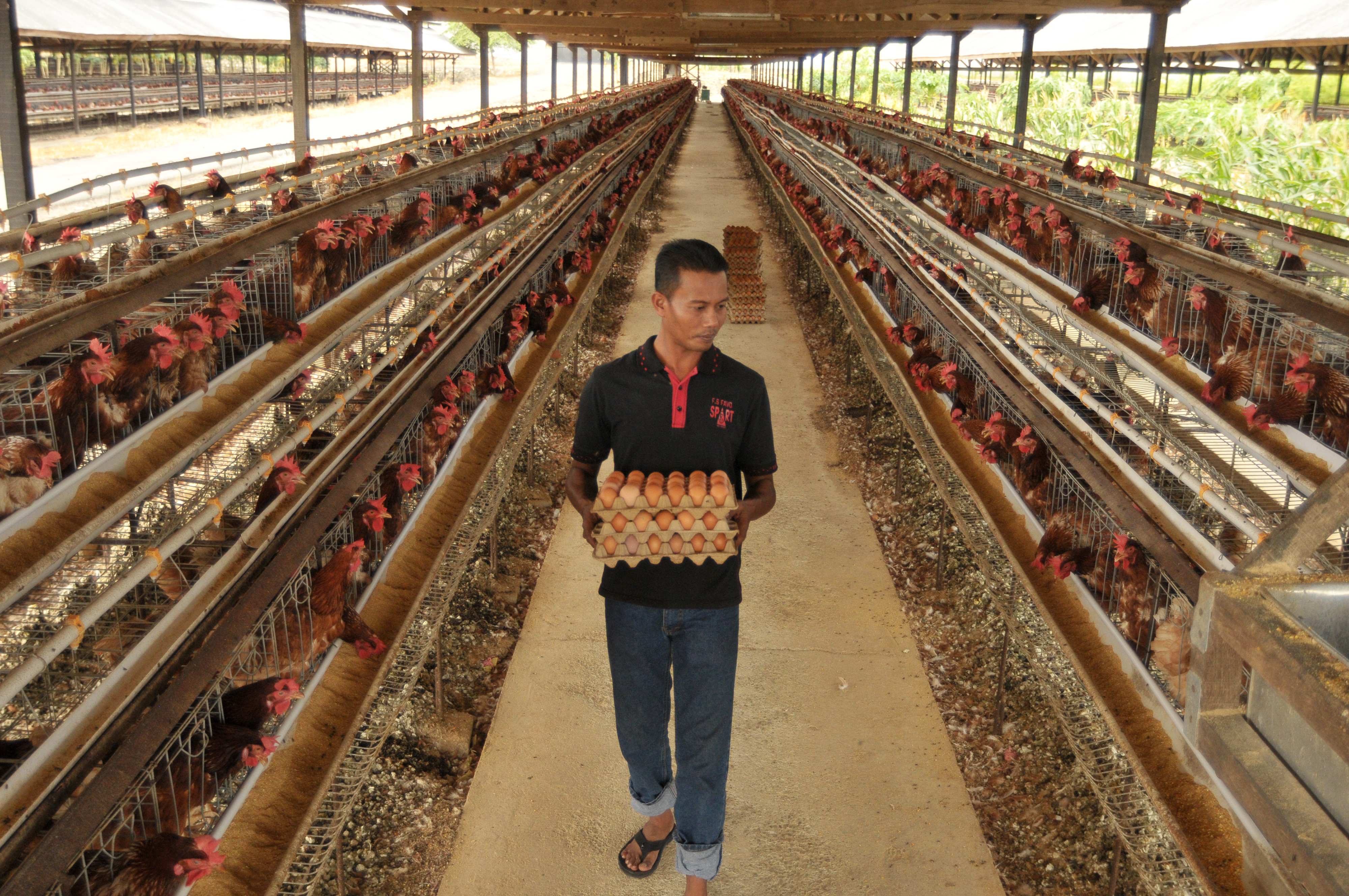  Peternak mengumpukan telur ayam broiler di salah satu usaha ayam bertelur Desa Blang Bintang