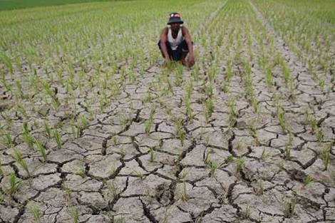 Lahan pertanian di Kabupaten Indramayu, Jawa barat, mengalami kekeringan 