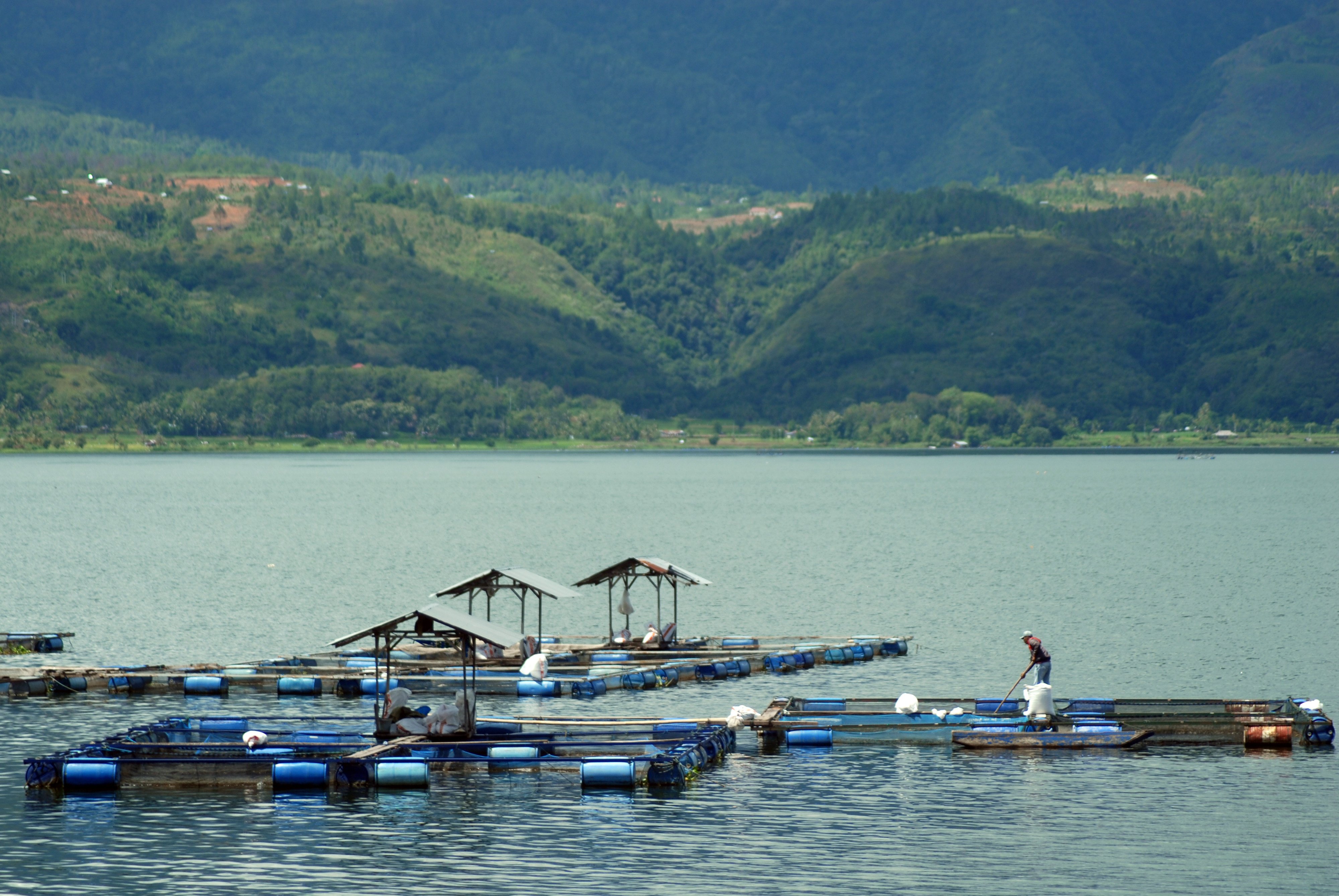 Petani membersihkan karamba jaring apung yang berada di Danau Singkarak, Nagari Kacang