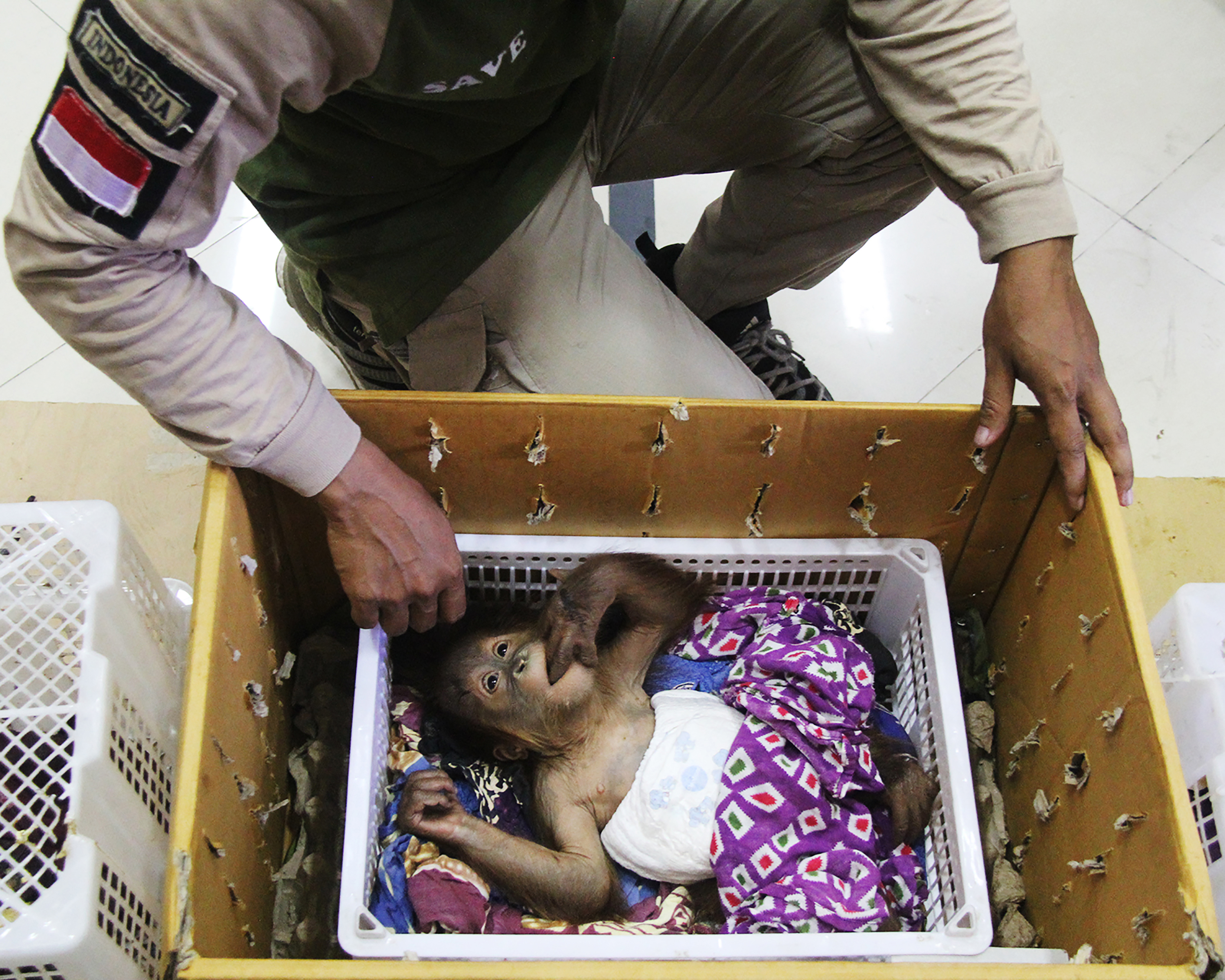 Aparat keamanan berhasil menggagalkan penyelundupan orangutan di Riau.