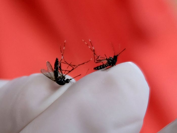 Petugas Dinas Kesehatan menunjukkan nyamuk saat melakukan kegiatan pemberantasan jentik nyamuk di kawasan kota Temanggung, Jawa Tengah.