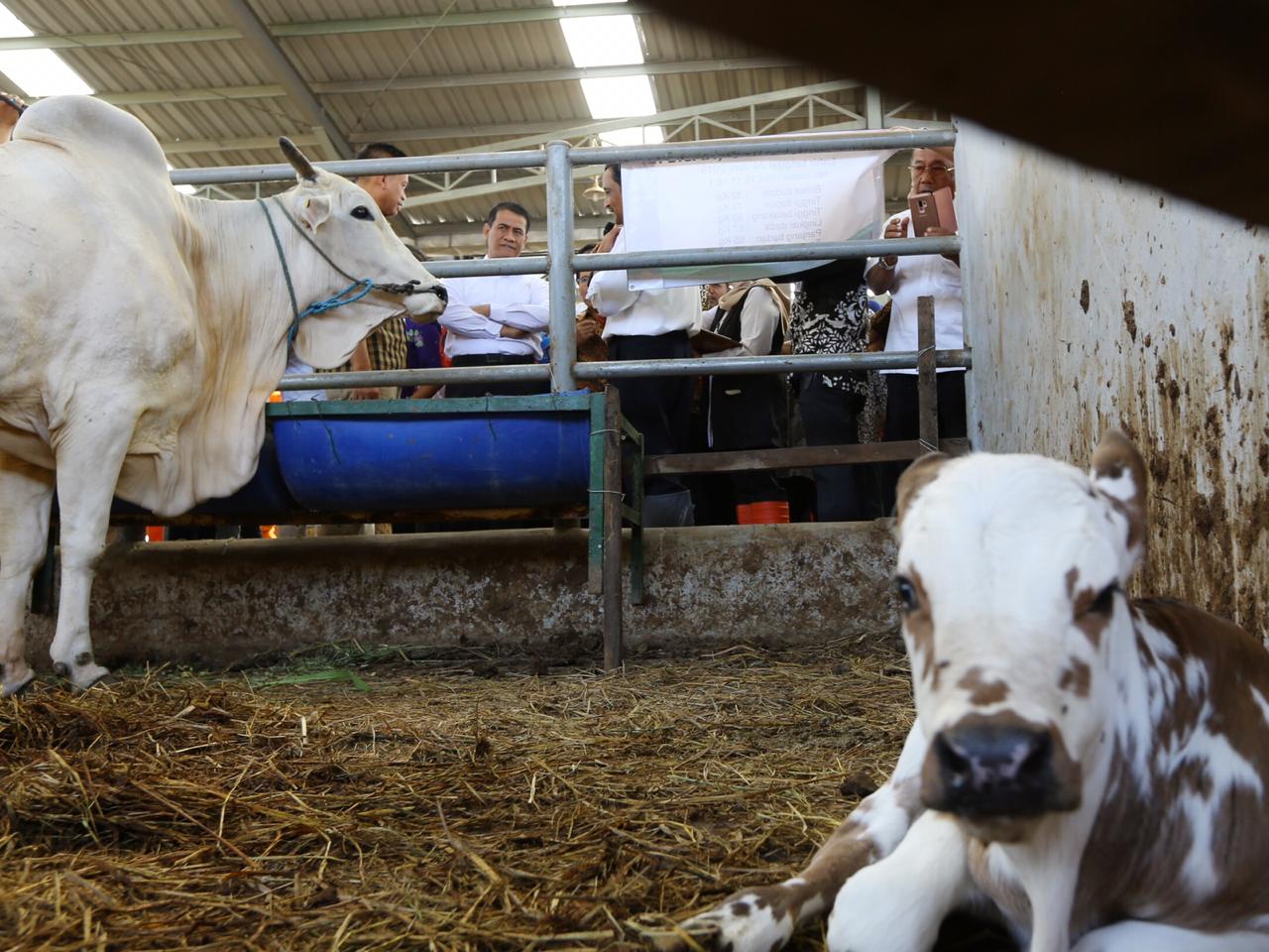 Jumlah populasi sapi potong di Indonesia mengalami peningkatan signifikan setiap tahun.
