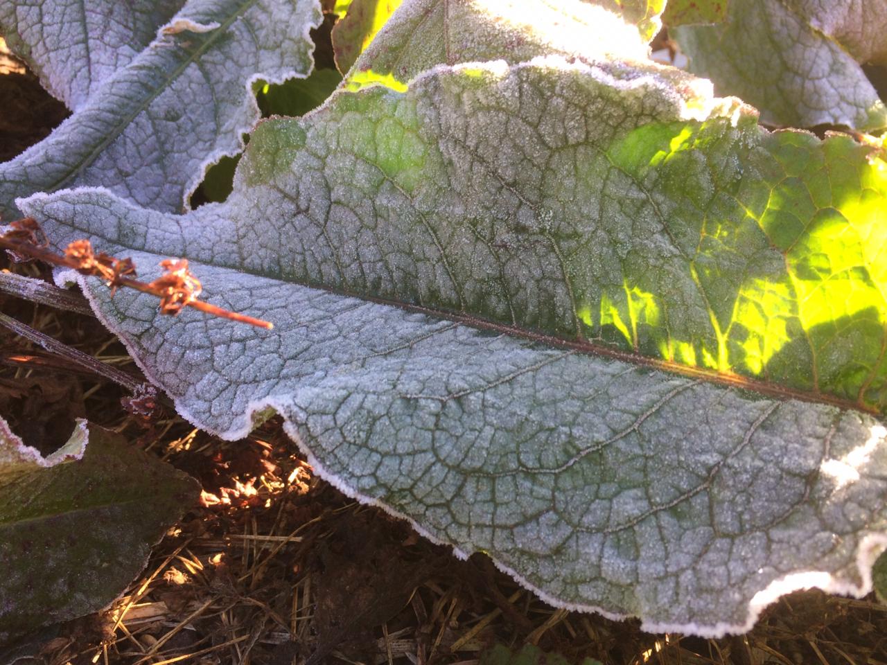 Daun-daun di sekitar jalur pendakian Gunung Semeru, Ranupani , Lumajang, Jawa Timur sudah dipenuhi embun upas sejak 16 Juni 2019. 