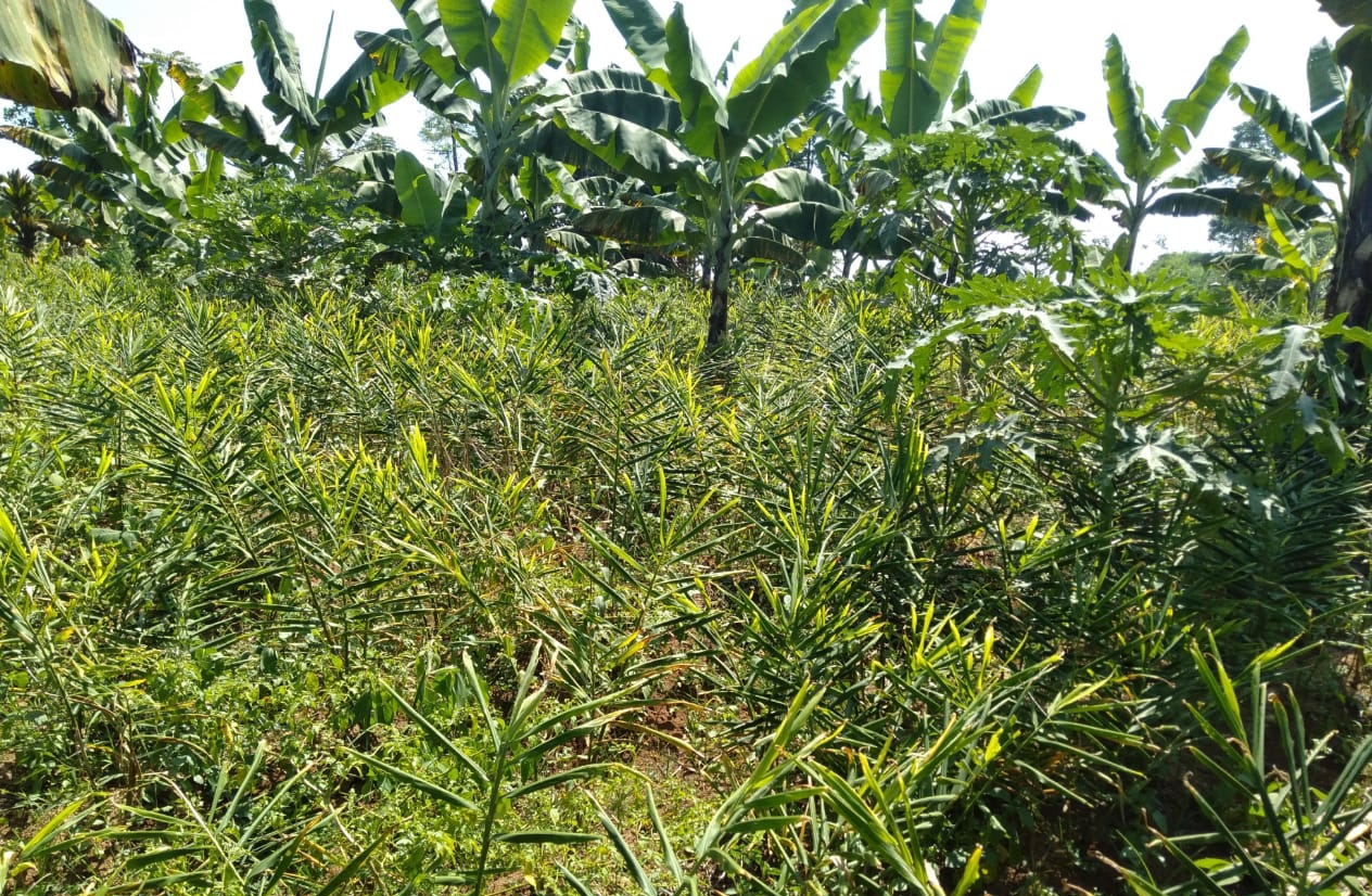 Bandung Barat Siap Kembangkan Tanaman Obat Skala Nasional