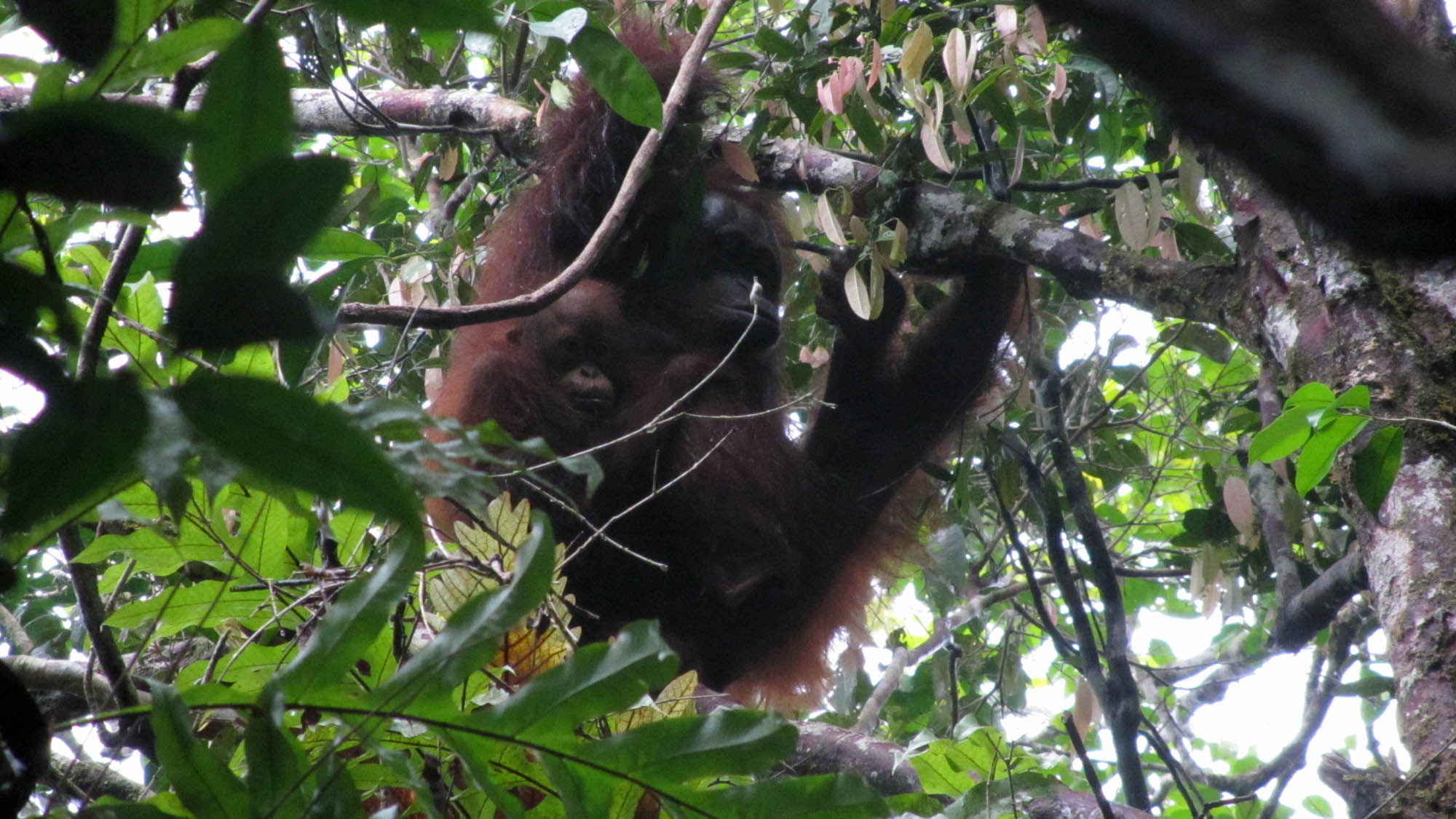 Habitat orang utan.