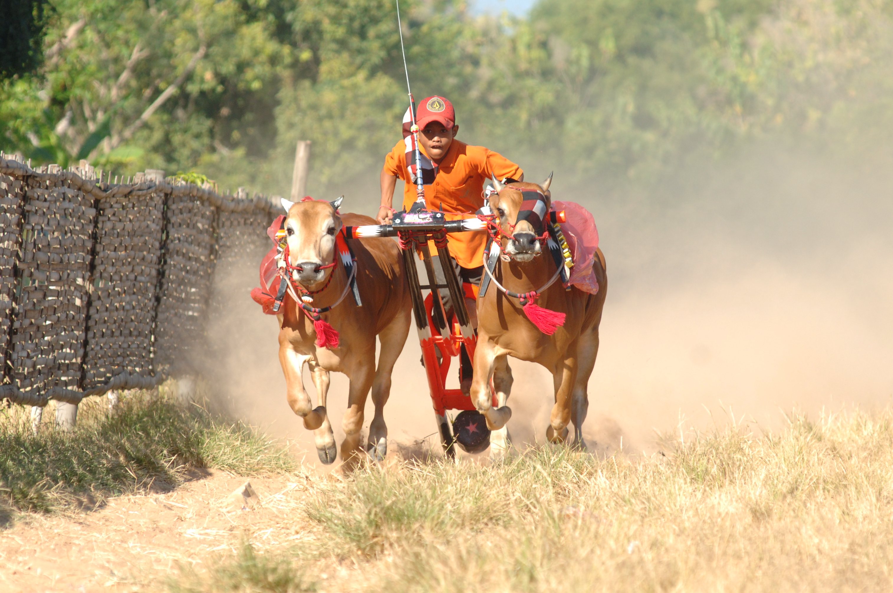 Karapan sapi sebagai budaya khas masyarakat madura