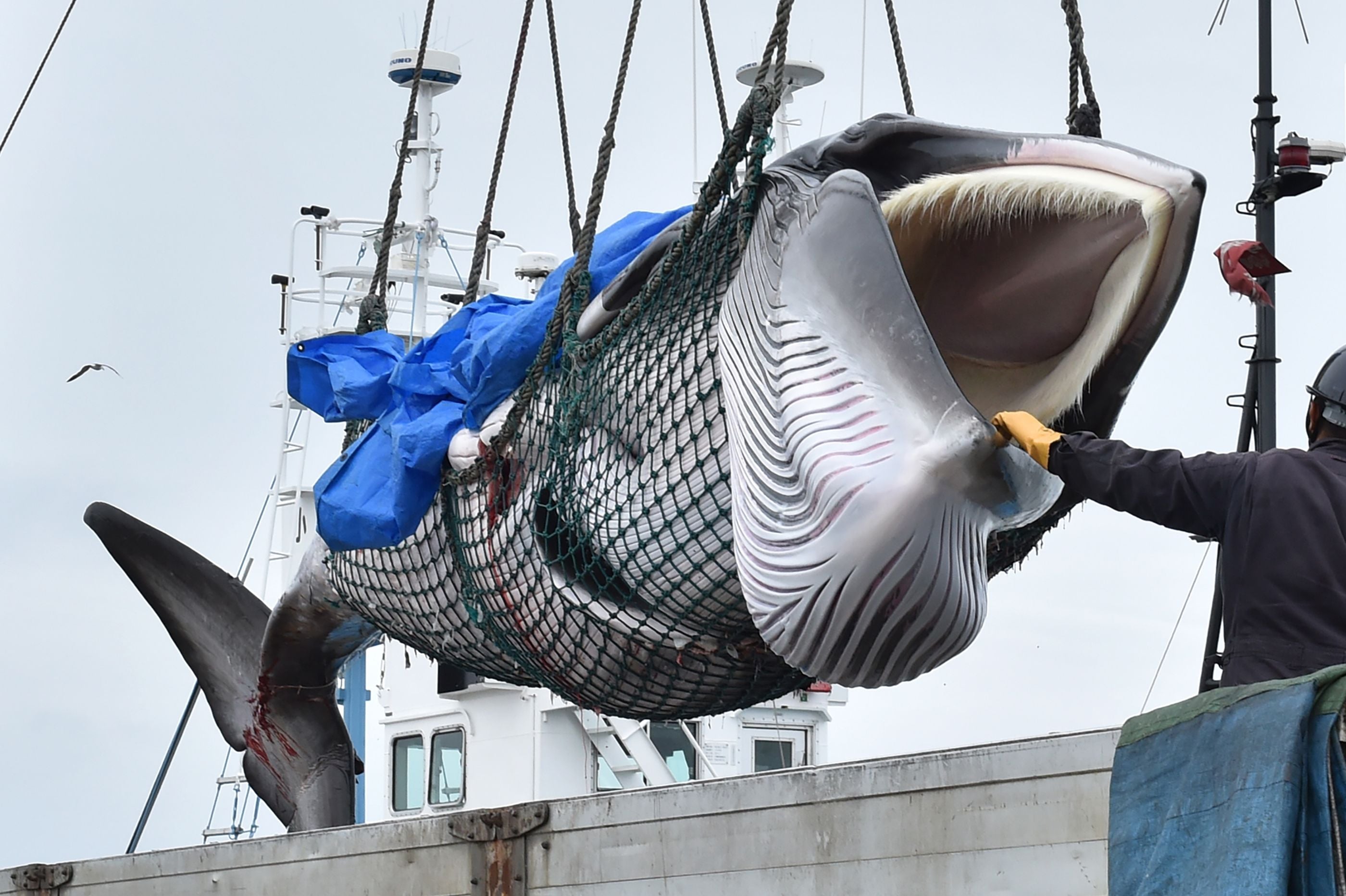 Seekor paus minke yang ditangkap di pelabuhan di Kushiro, Prefektur Hokkaido.