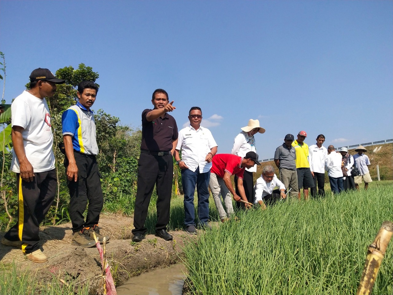Petani Nganjuk Sukses Gabungkan Budi Daya Bawang dan Lele