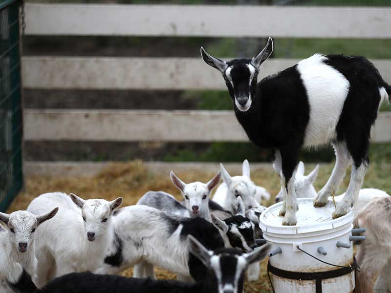 Peneliti mendapat petunjuk bahwa kambing ternyata dapat membedakan konten emosional dalam sebuah panggilan yang dilakukan kawannya.