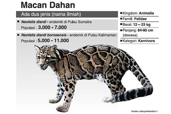 Macan Dahan