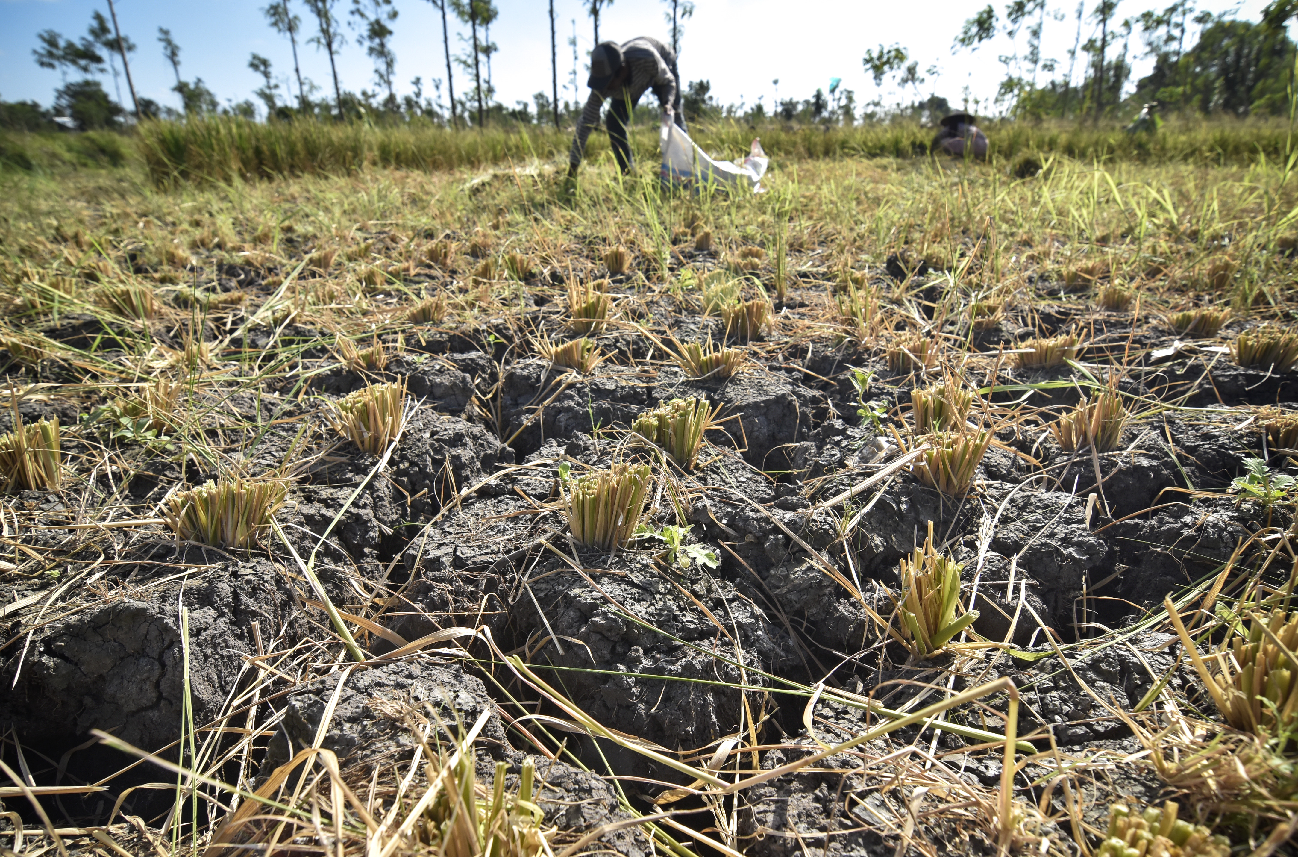  Petani mengumpulkan tanaman padi yang rusak untuk dijadikan pakan ternaknya