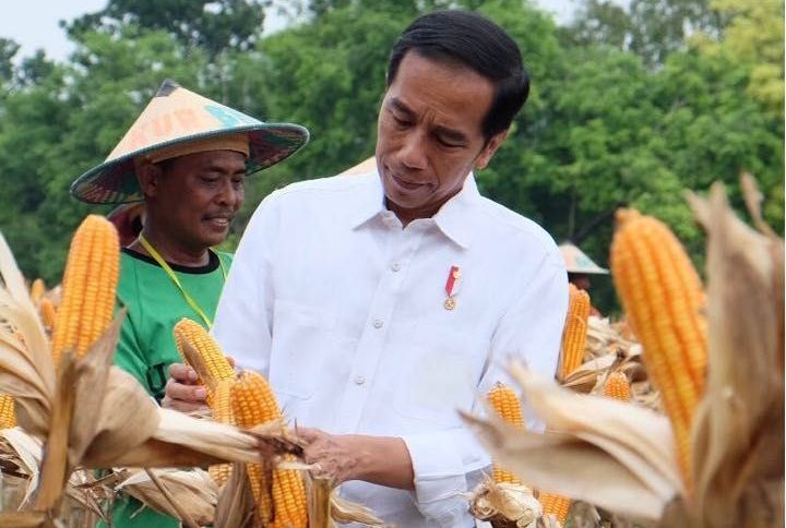 Presiden Joko Widodo saat panen Jagung