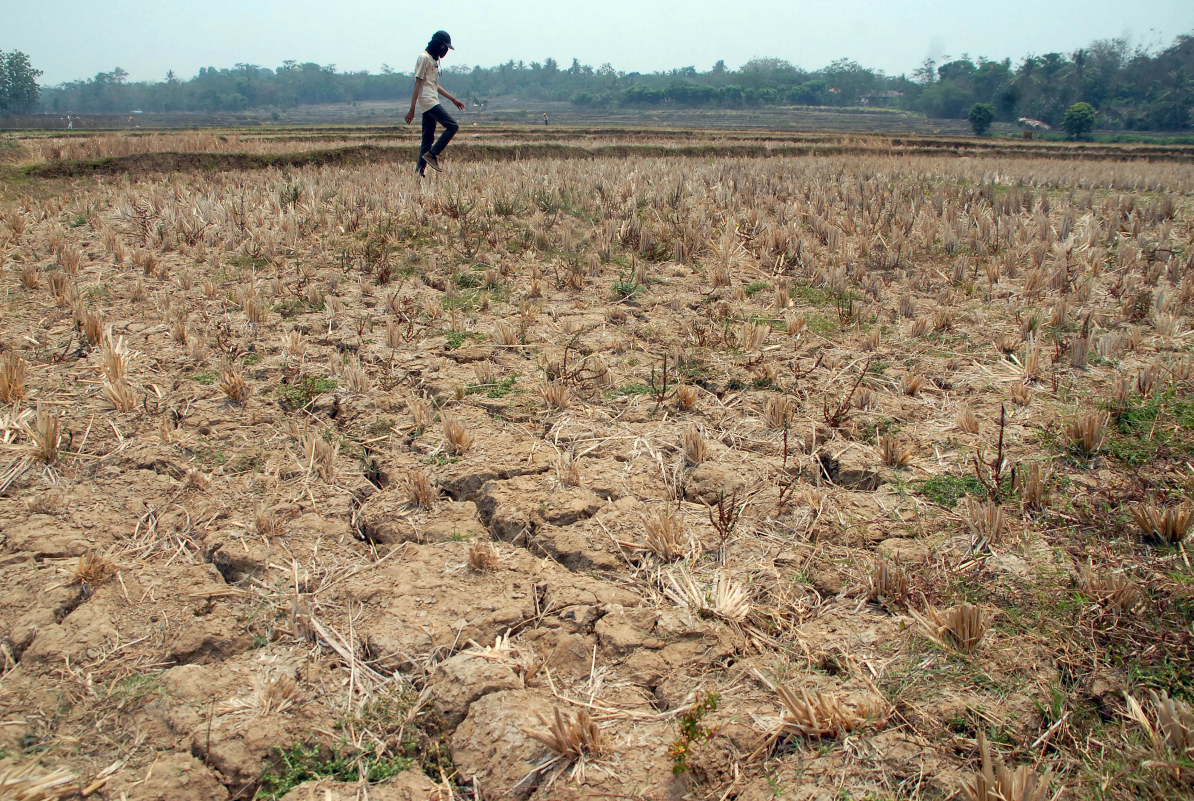 Warga melintas di lahan sawah yang kering 
