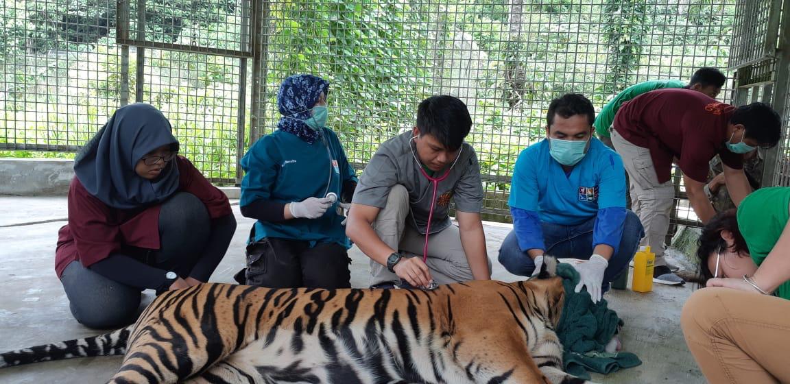 Harimau Inung Rio Alami Infeksi Sistemik dan Tumor:
