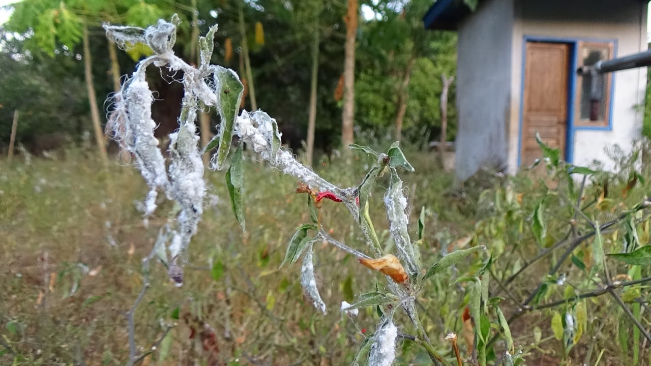 Tanaman cabai di Desa Tiwatobi, Kecamatan Ile Mandiri, Kabupaten Flores Timur, Kamis (18/7), diserang hama putih. 