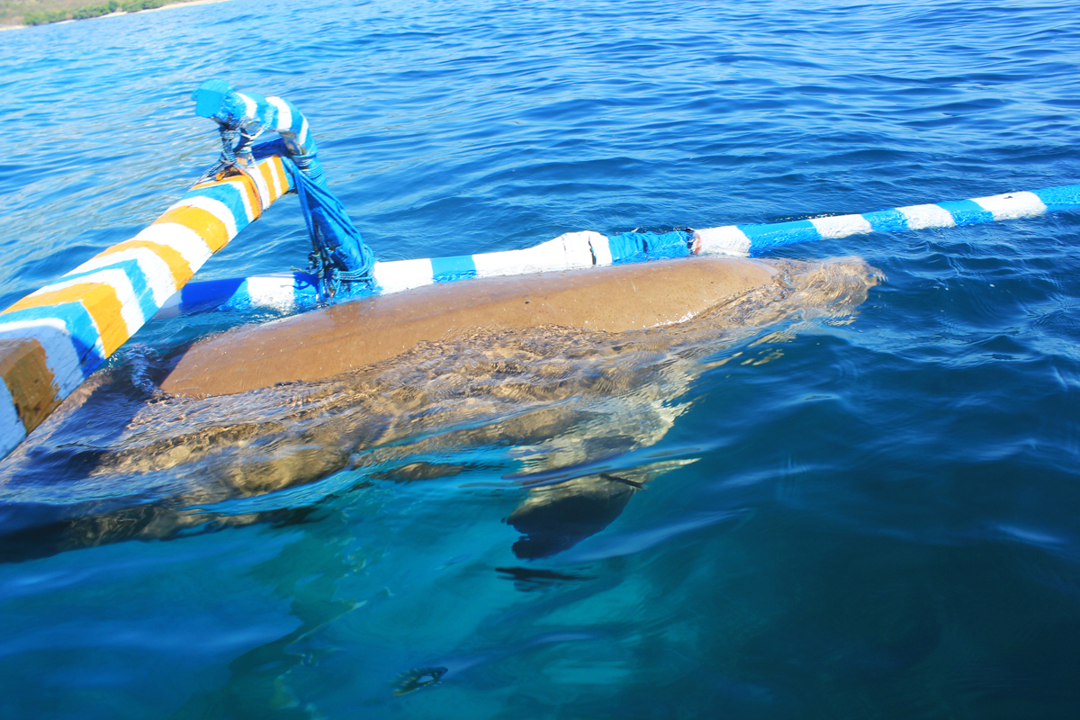Seekor dugong muncul di samping perahu yang ditumpangi wartawan di perairan Pulau Sika, Kecamatan Kabola