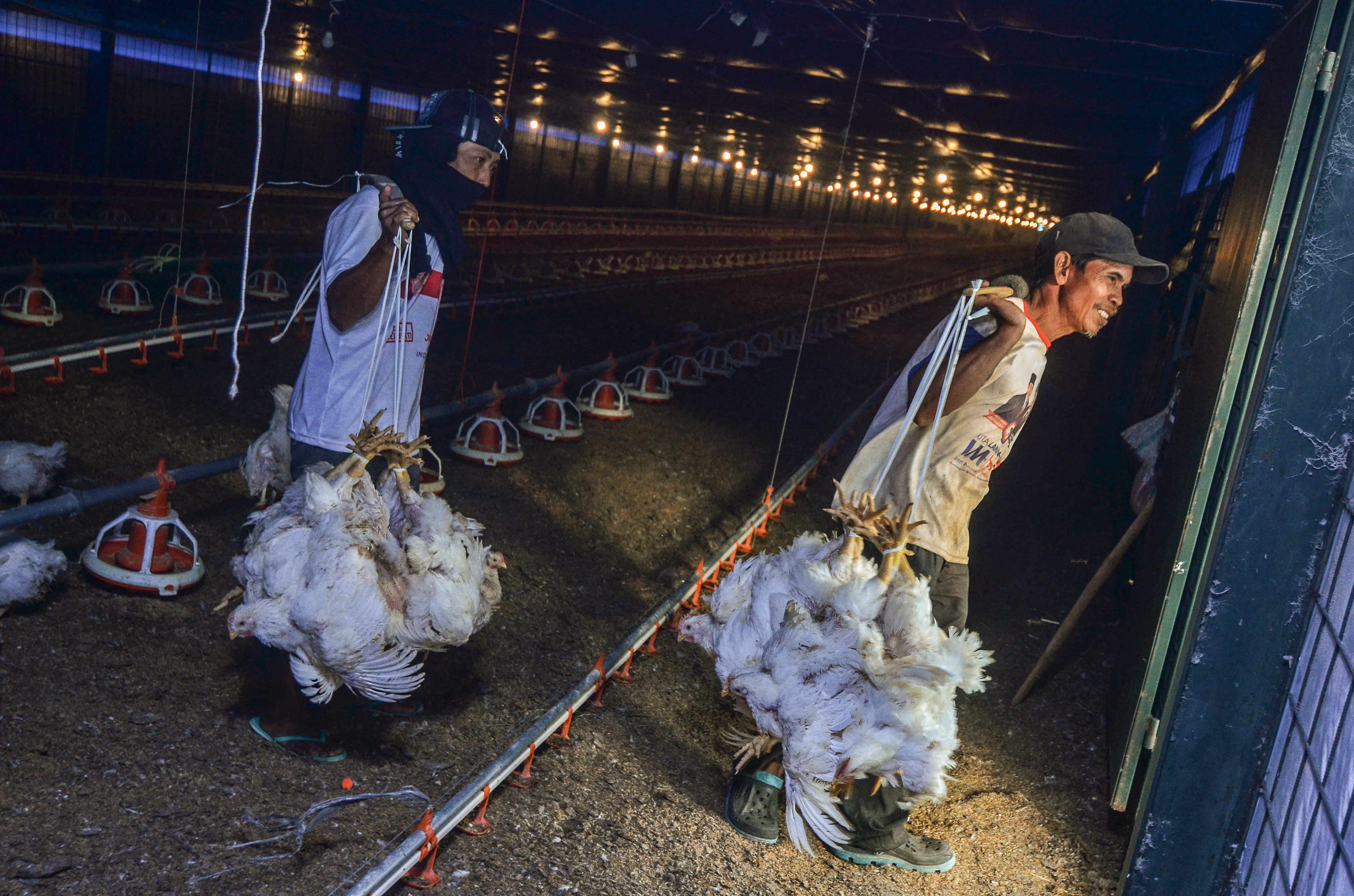 Peternakan Naratas Poultry Shop, Kampung Alinayin, Kabupaten Ciamis, Jawa Barat.