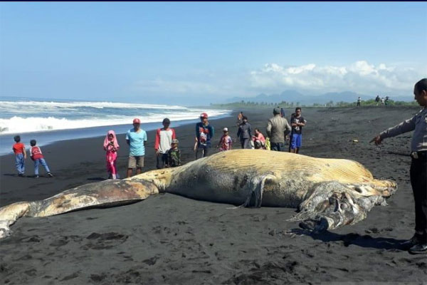 Anggota Polsek Pasirian menunjukkan bangkai ikan paus yang terdampar di Pantai Bambang Lumajang, Kamis (11/7/2019) (ANTARA/HO/Polres Lumajan