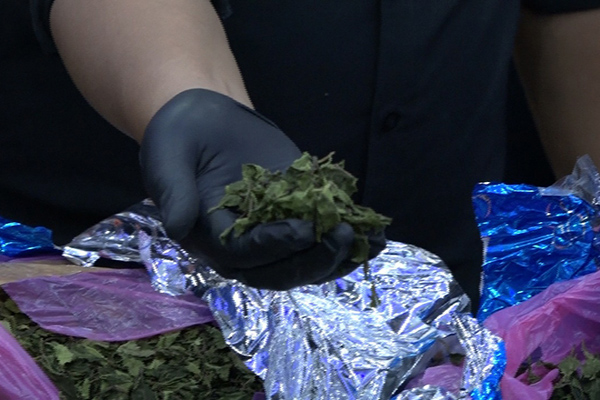 Daun Khat Tangkapan Bea Cukai Kualanamu