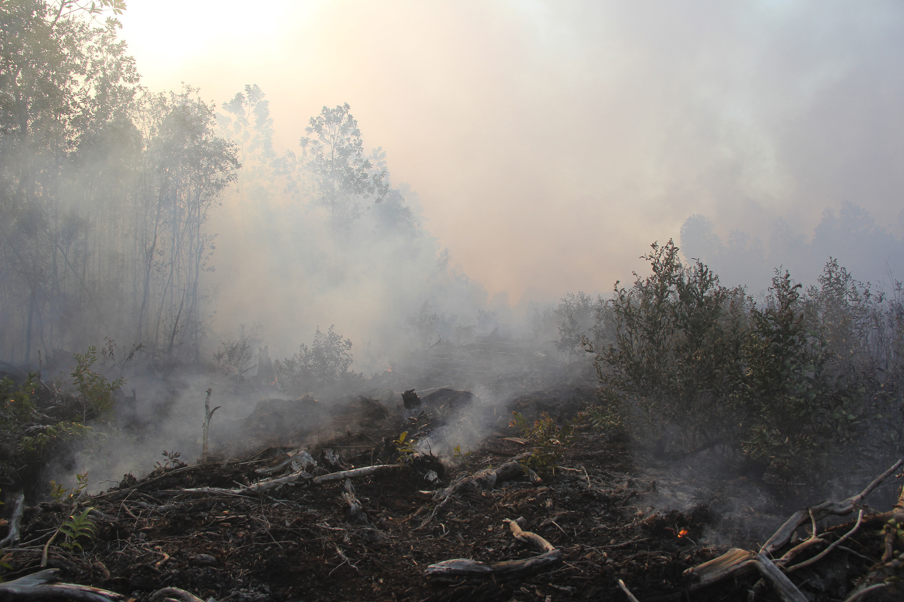 Kepulan asap pekat muncul dari lahan gambut yang terbakar di Desa Teluk Makmur kecamatan Medang Kampai, Dumai. Riau.