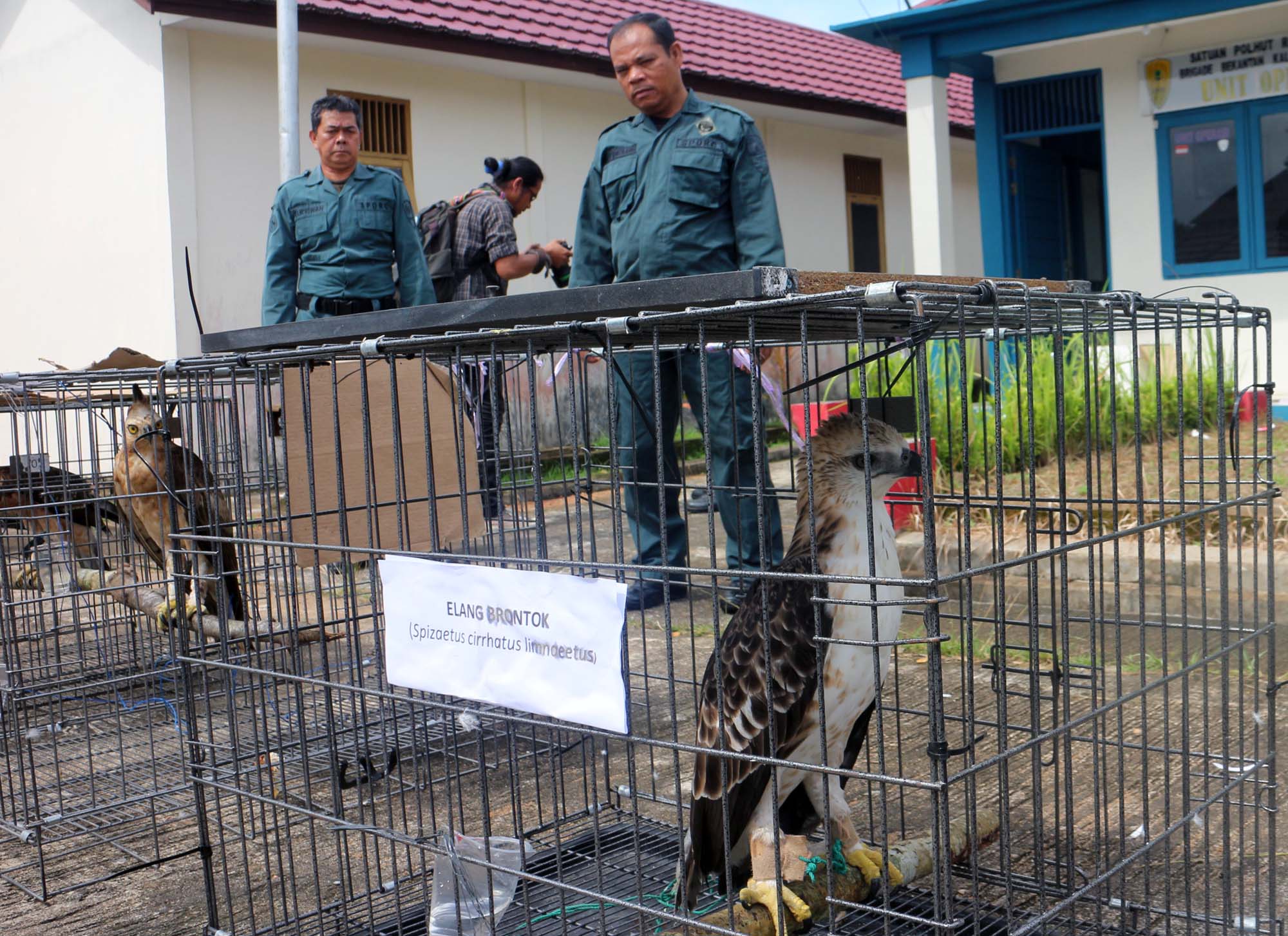 Satuan Polisi Hutan Reaksi Cepat (Sporc) menggerebek lokasi penjualan satwa langka di Kabupaten Bengkayang, Kalimantan Barat.