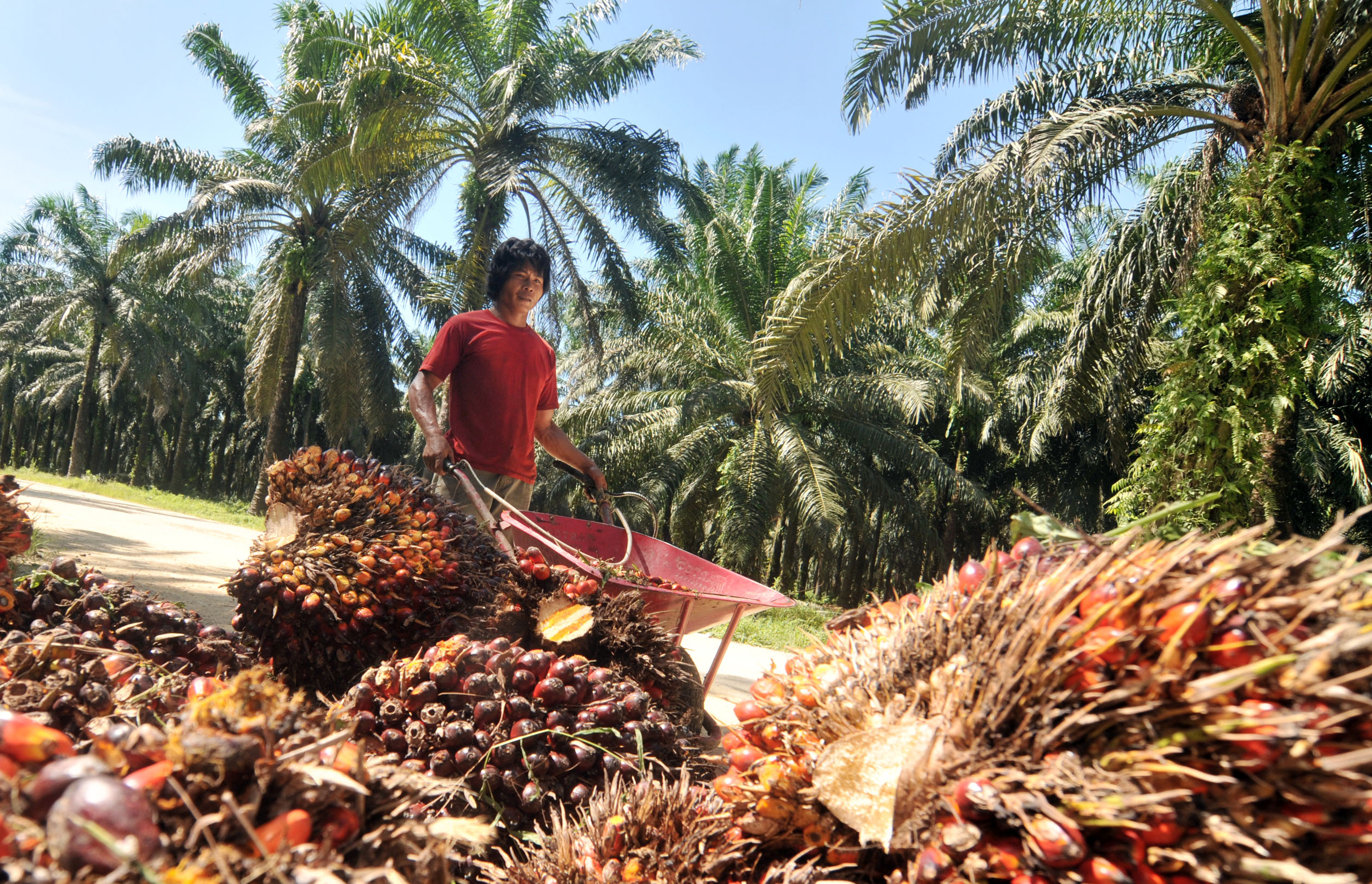 Seorang pekerja mengumpulkan buah kelapa sawit untuk diangkut ke pabrikan pengolahan CPO (Crude Palm Oil) di Pasangkaya, Sulbar