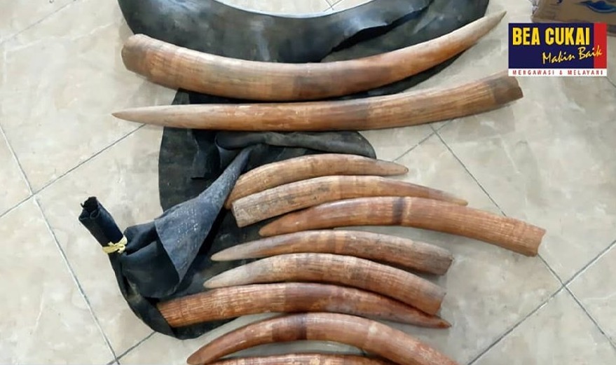 Upaya penyelundupan sepuluh buah gading gajah pada 9 Juli 2019 melalui Pelabuhan Tunon Taka Kabupaten Nunukan.