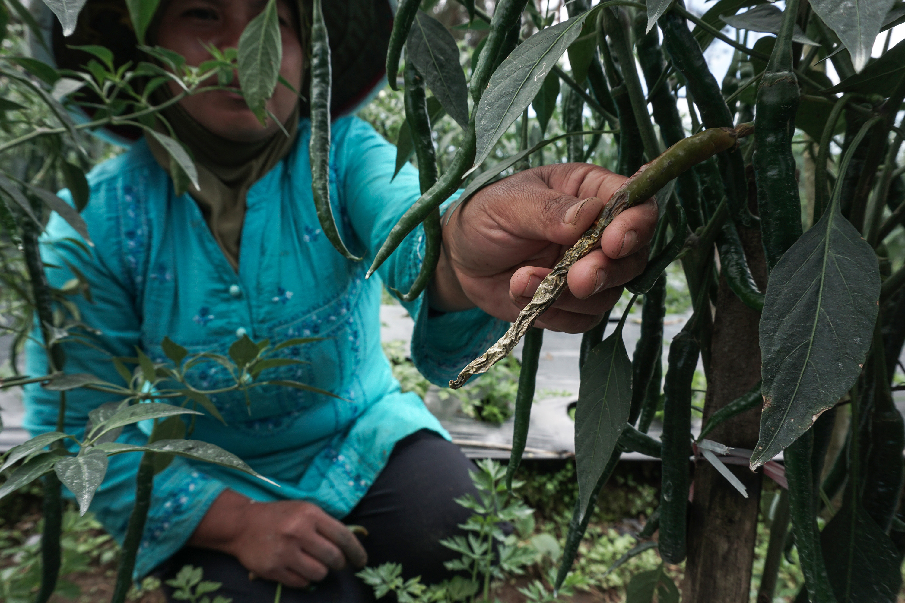 Banyaknya tanaman cabai yang terserang penyakit dan kekurangan air menyebabkan harga cabai di pasaran melonjak. 