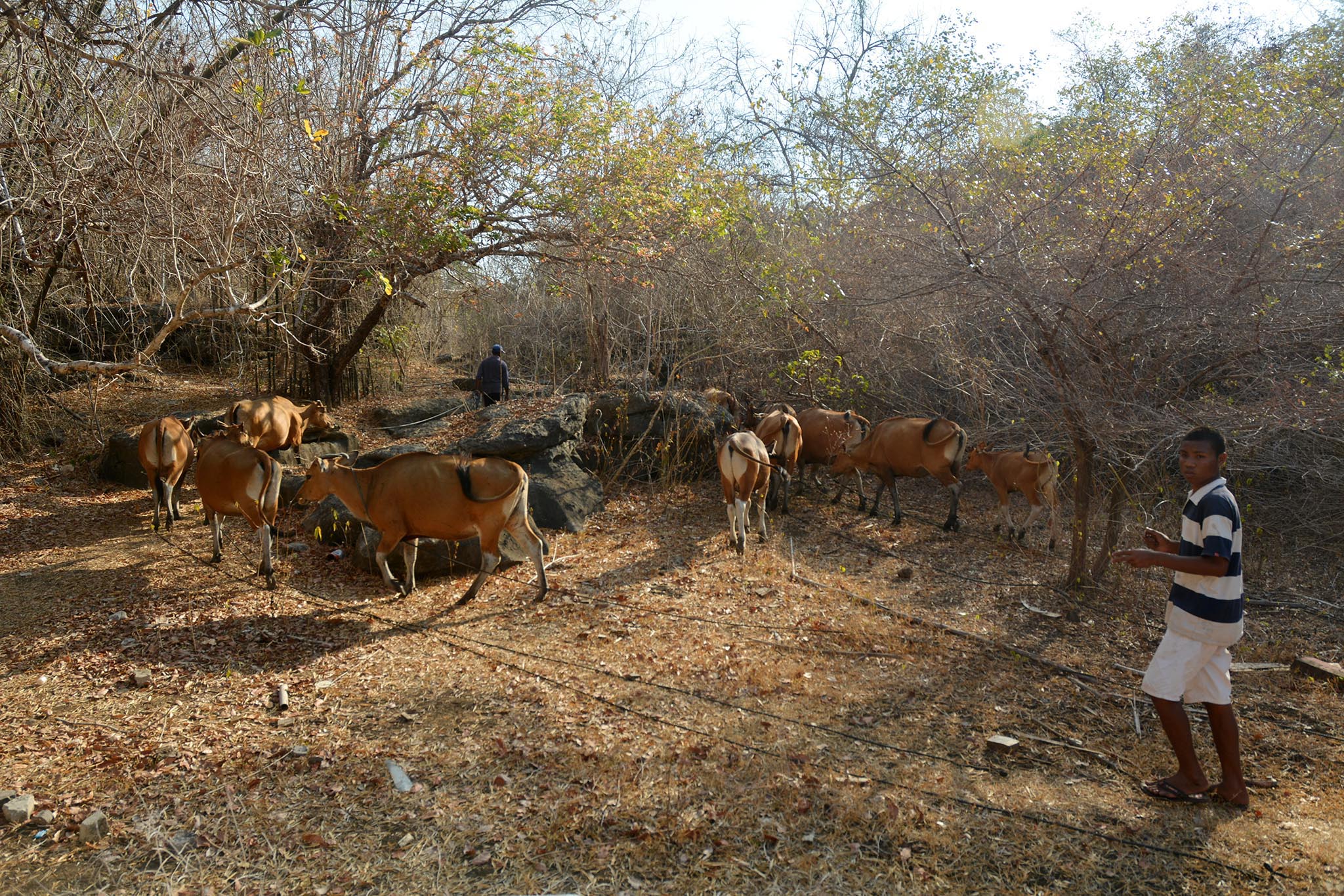 Kekeringan melanda wilayah Flores, Nusa Tenggara Timur (NTT). 