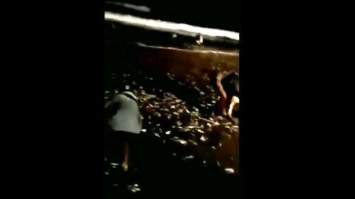 Video viral ikan lemuru naik terdampar di Pantai Batubolong Canggu, Badung, Bali, Senin (15/7/2019) malam.     