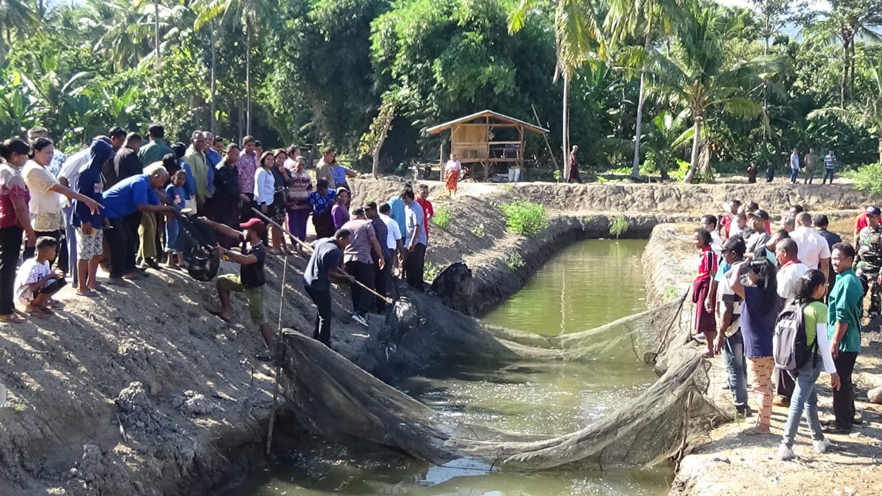 Kelompok petani tambak Bereun Senaren panen perdana seribu bandeng di Tambak Luo Gego-Riangkol, Flores Timur, Sabtu (6/7). 