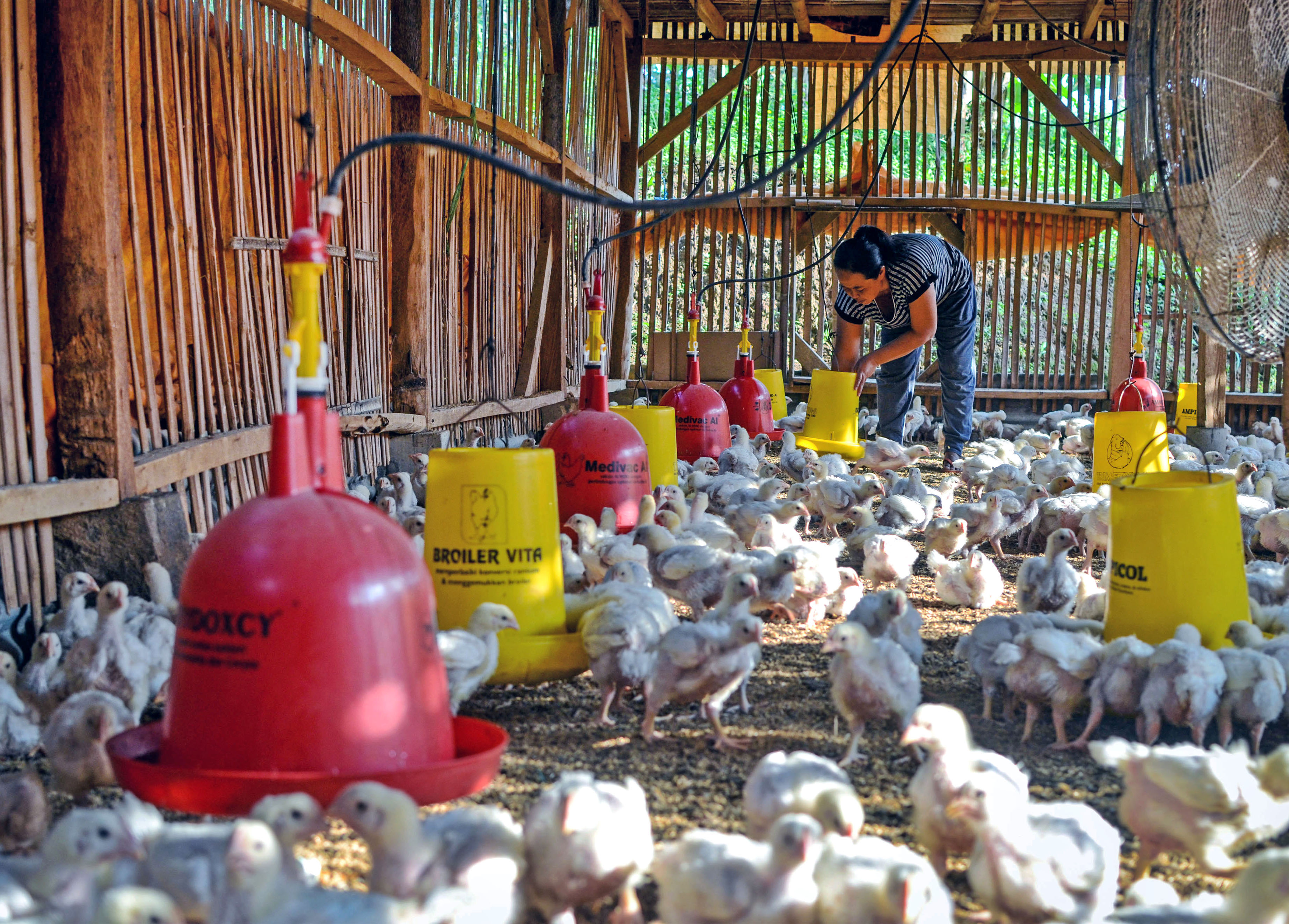 Peternak memberikan pakan pada ayam boiler