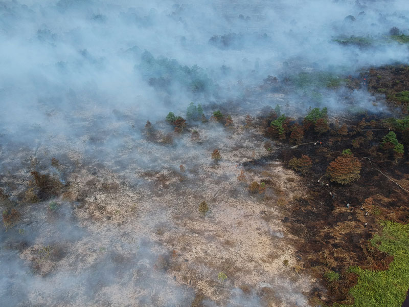 Petugas melakukan pemadaman lahan gambut yang terbakar di Kumpeh Ulu, Muarojambi, Jambi, kemarin. 