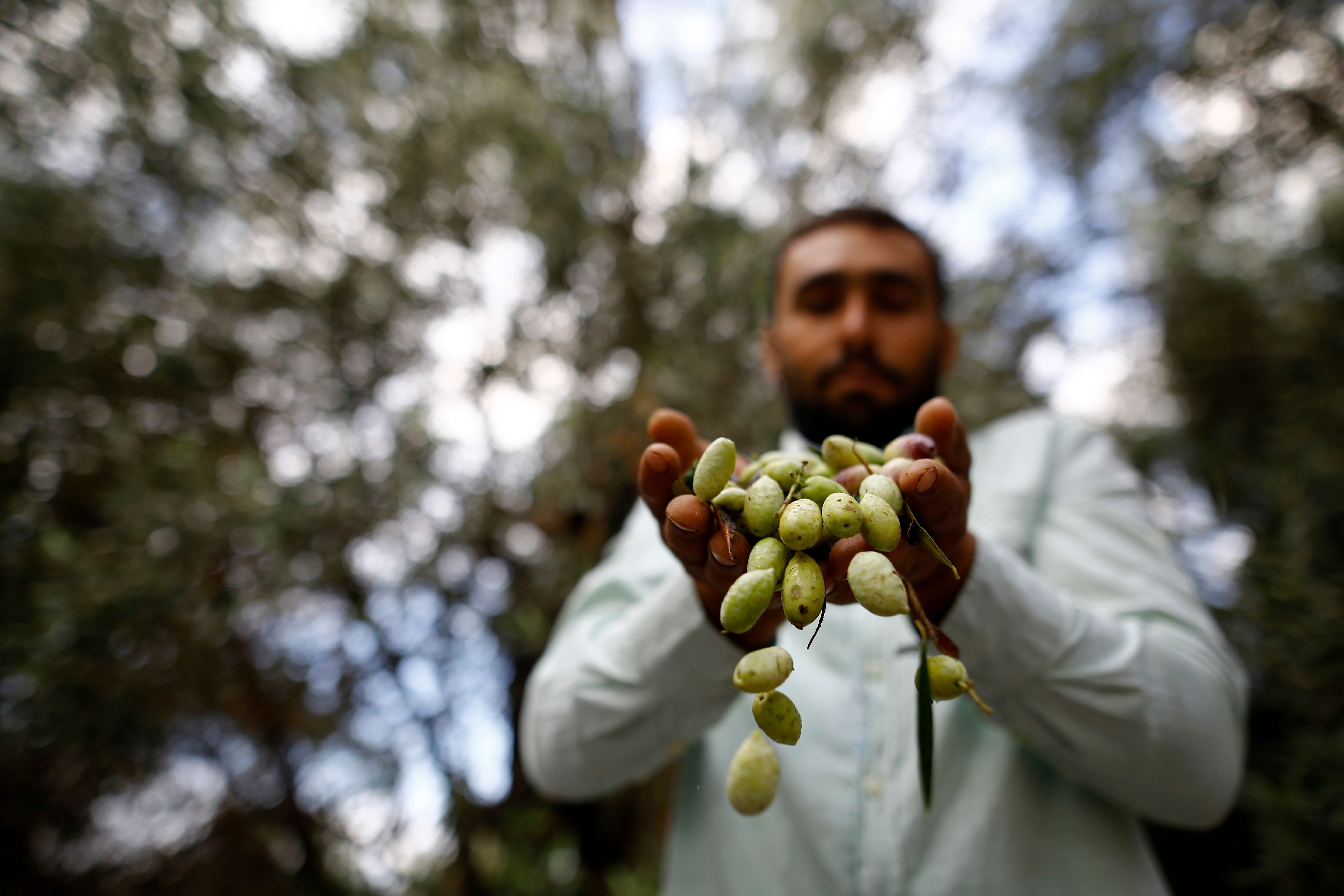 Petani dari Palestina menunjukkan buah zaitun yang baru dipetiknya.