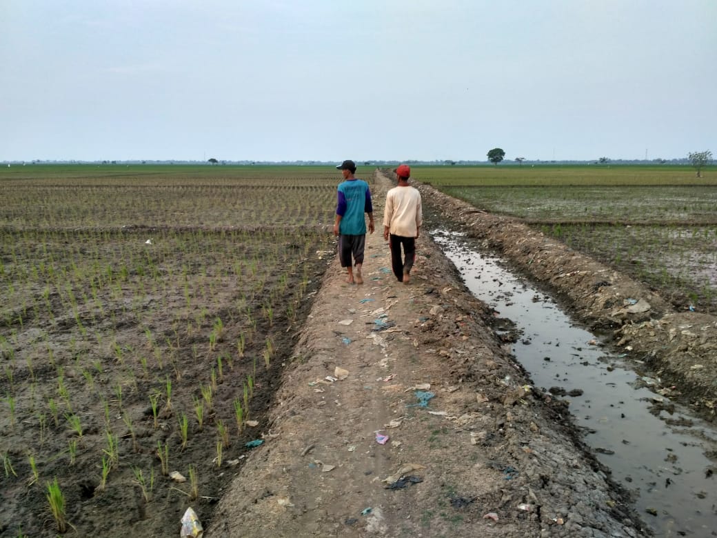 Area pertanian di Karawang 