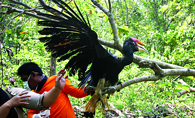 Burung Rangkong Gading. 
