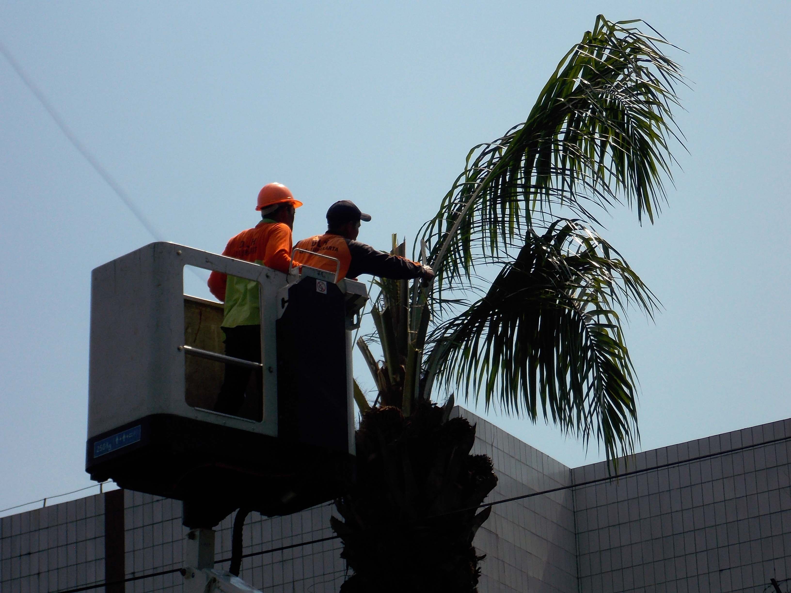 Petugas Dinas Lingkungan Hidup Kota Surakarta, Jawa Tengah, memangkas pohon peneduh di Jalan Slamet Riyadi, Selasa (23/7)