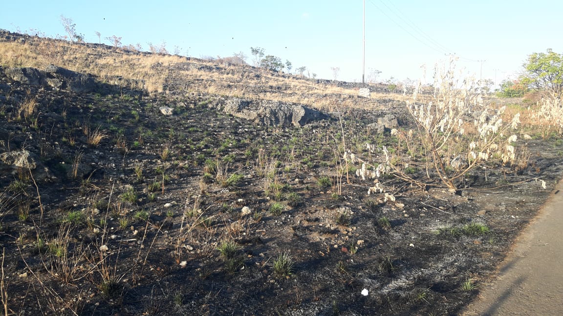  Ratusan hektare Lahana terbakar akibat karhutla yang terus meluas 