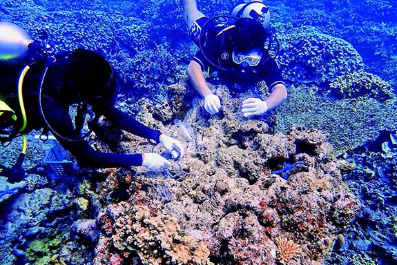 Penyelam melakukan transplantasi karang di Pulau Bawah, Kepulauan Anambas, Provinsi Kepulauan Riau.
